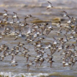 Chilika Lake tour package with boat ride