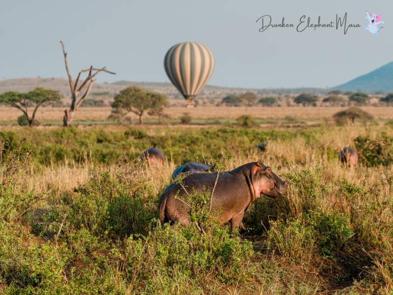 Hot Air Balloon Masai Mara