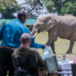 Africa Safari Trips